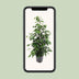 Ficus benjamina Danielle, Baum, 95cm hoch, 21cm Topf Bild 5