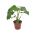 Alocasia Low Rider: Tropical Flair for Your Home (40cm, Ø12cm) Bild 1