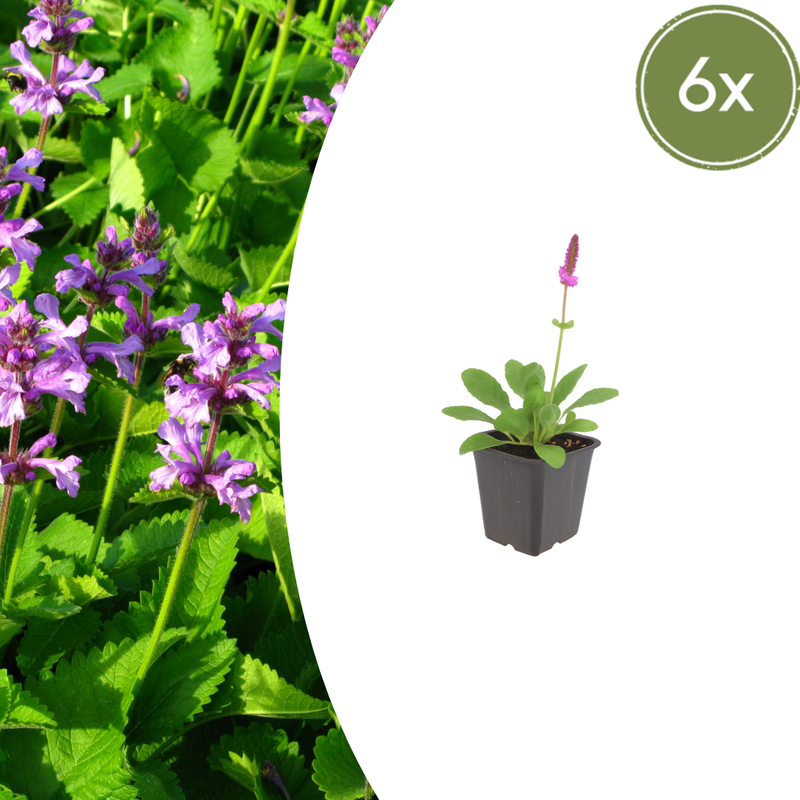 6x Stachys 'Hummelo' Perennial, 10-25cm, Pot Ø9cm