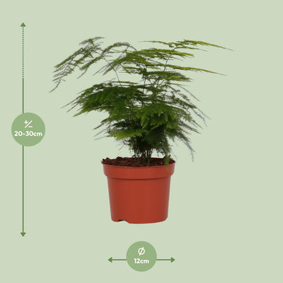 Zierfarn Asparagus Setaceus 'Plumosus' im 12cm Topf, 35cm hoch