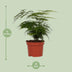 Zierfarn Asparagus Setaceus 'Plumosus' im 12cm Topf, 35cm hoch Bild 2
