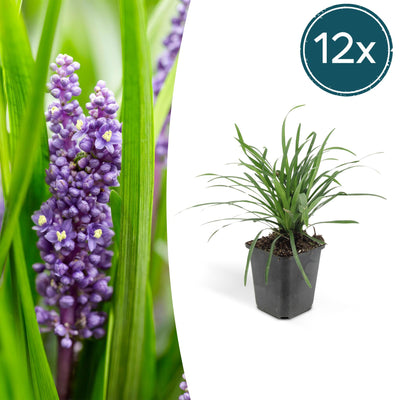 12x Liriope muscari 'Big Blue' - Immergrüner Bodendecker