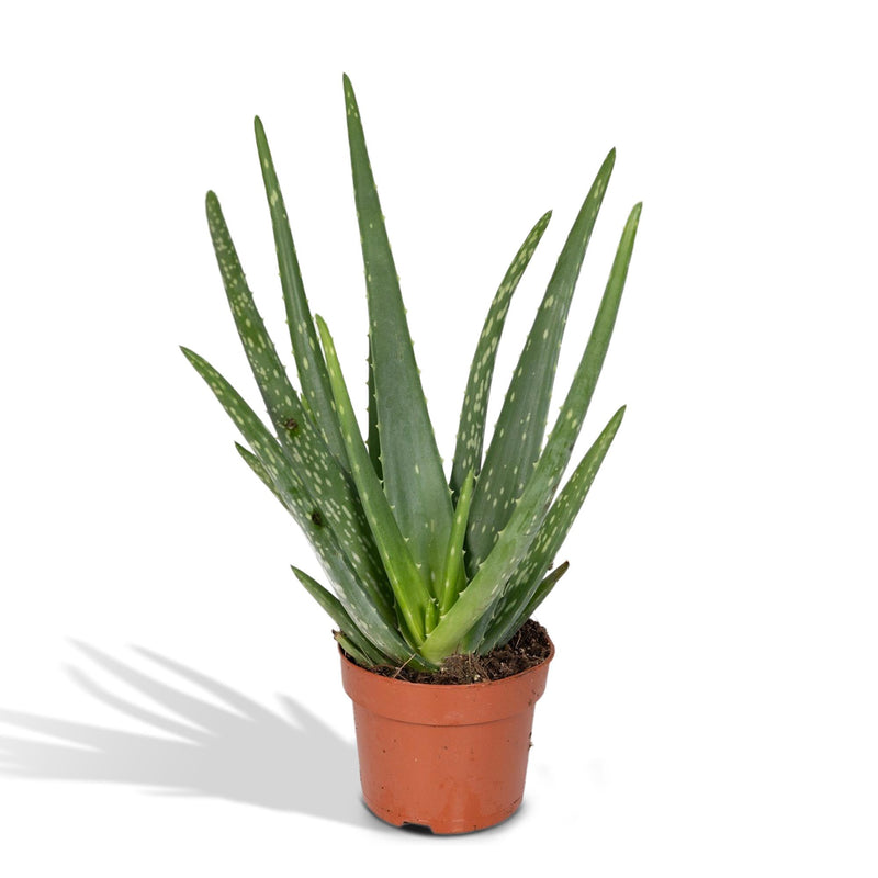 Aloe Vera Zimmerpflanze 40 cm - Pflegeleicht & Dekorativ