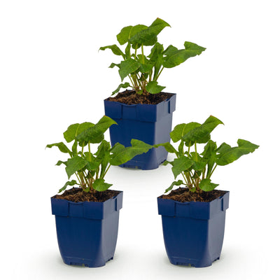 Green boutiQ - Perennial - Persicaria ampl. Alba - Knotweed - Shade - White - 3 Plants - Pot 11cm - Height 15-25cm