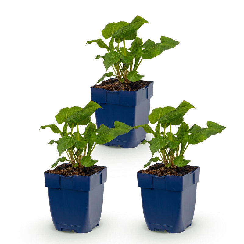 Green boutiQ - Perennial - Persicaria ampl. Alba - Knotweed - Shade - White - 3 Plants - Pot 11cm - Height 15-25cm