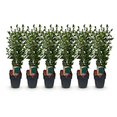 GreenboutiQ Ligustrum ovalifolium: Immergrüne Hecke (6 Stk.)