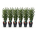 GreenboutiQ Ligustrum ovalifolium: Immergrüne Hecke (6 Stk.) Bild 2
