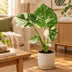 Monstera Thai Constellation, Grün-Weiß, Tropisch, Ø6cm, ↕14cm Bild 2