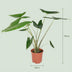 Alocasia Zebrina XXL - 2 Stück - 70-75 cm - Ø 21 cm Bild 2