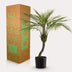 Kunstpalme Chamaedorea Elegans, Bergpalme, 85 cm Bild 5