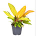 Philodendron Prince of Orange – Ø14cm pot, 35cm high Bild 1