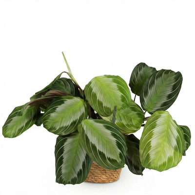 Maranta Fascinator Silverband Zimmerpflanze mit Korb 12cm