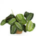Maranta Fascinator Silverband Houseplant with Basket 12cm Bild 2