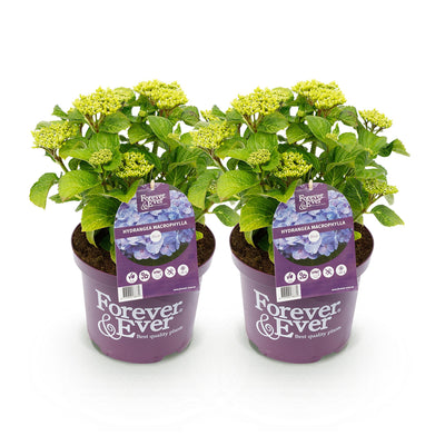 Hortensie 'Forever & Ever' Blau: 2 Pflanzen im 23cm Topf, 55cm hoch