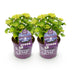 Hortensie 'Forever & Ever' Blau: 2 Pflanzen im 23cm Topf, 55cm hoch Bild 2