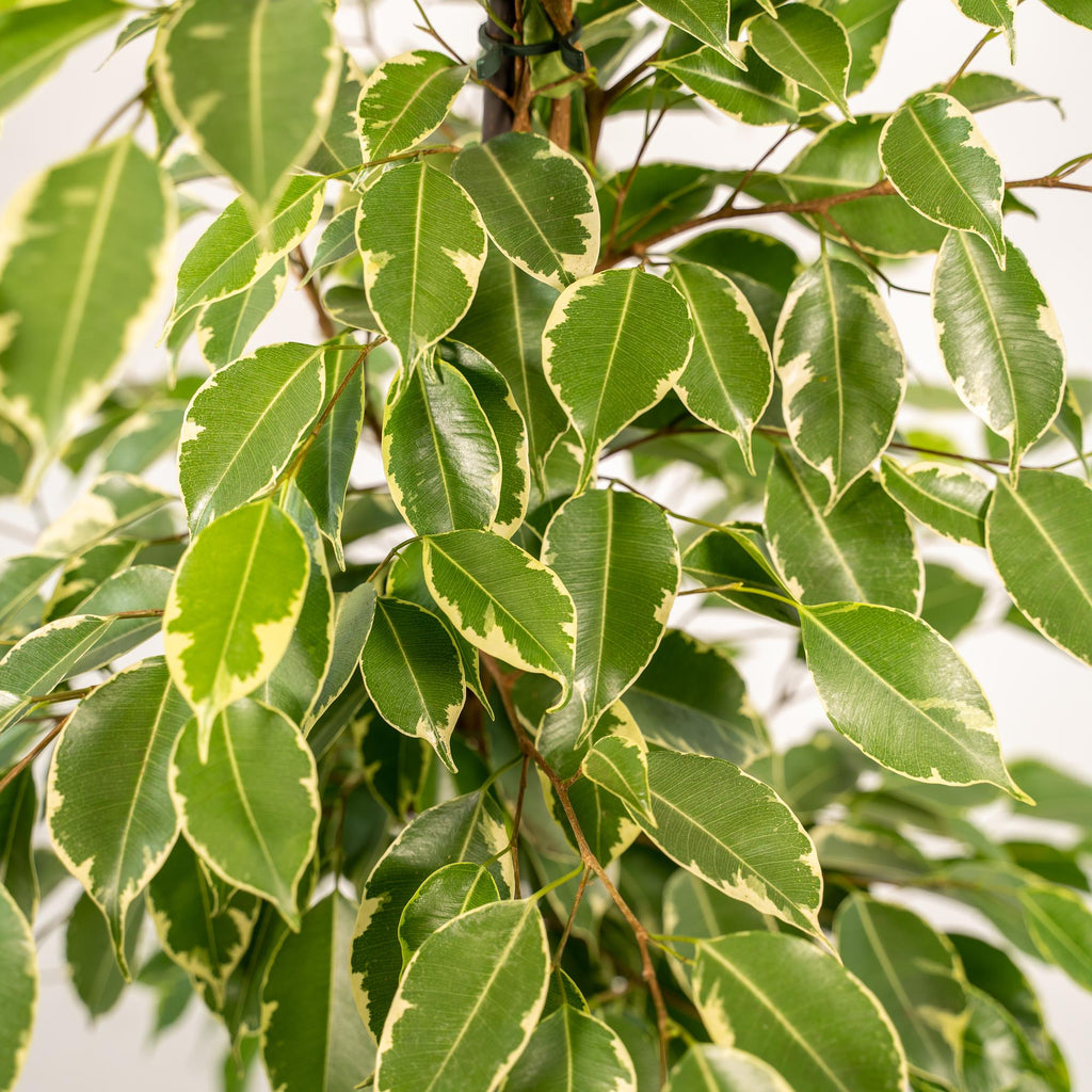 Ficus benjamina Goldenking - Ø21cm - ↕95cm + Korb Selin