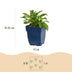 Green boutiQ - Perennial - Campanula persicifolia - Peach-leaved Bellflower - Bee and Butterfly Attractors - Blue - 24 Plants - Pot 11cm - Height 15-25cm Bild 3