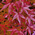 Japanischer Ahorn 'Pink Dwarf' – Rosa Blätter, kompakt, 70cm Bild 6