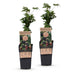 Green boutiQ - Fruit Plant - Rubus fruticosus Thornless Evergreen - Blackberry Plant - Thornless - Black Raspberry - 2 Plants - 15 cm Pot - 50 cm Height Bild 2