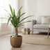 Yucca-Pflanze Ø12cm, 50cm hoch - pflegeleicht & elegant Bild 3