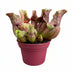 Sarracenia Venosa: Fleischfressende Pflanze im 12cm Topf, 20cm hoch Bild 1