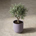 Elho Jazz Rund Topf Lavendel Flieder D23cm H21cm - Moderner Hingucker Bild 6