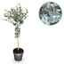 Eucalyptus gunni 'Azura'®: Immergrüne Terrasse- & Kübelpflanze mit Duft Bild 1