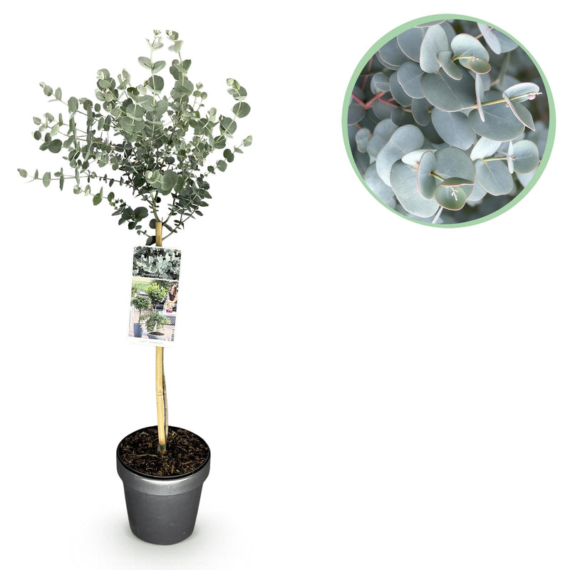 Eucalyptus gunni 'Azura'®: Immergrüne Terrasse- & Kübelpflanze mit Duft