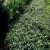 60x Euonymus fortunei 'Dart's Blanket' - Bodendecker, 10-25cm, Ø9cm Bild 5