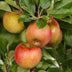 GrünboutiQ Apfelbaum Elstar (Malus domestica) - Topf 21cm, 90cm Bild 6