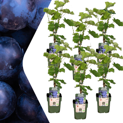 6x Bio-Weinreben (Vitis vinifera), Ø 13cm, 20-25cm hoch