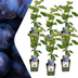 6x Bio-Weinreben (Vitis vinifera), Ø 13cm, 20-25cm hoch Bild 1