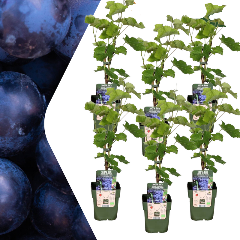 6x Bio-Weinreben (Vitis vinifera), Ø 13cm, 20-25cm hoch
