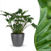 Philodendron Xanadu Houseplant, 60cm, Pot 19cm, Grey, Easy Care Bild 1