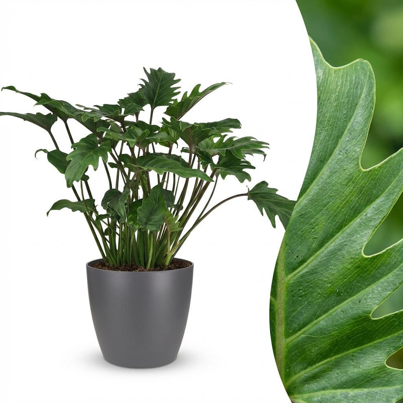 Philodendron Xanadu Houseplant, 60cm, Pot 19cm, Grey, Easy Care