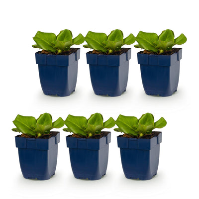 Green boutiQ - Perennials - Bergenia cordifolia - Heartleaf - Shade - Pink - 6 Plants - Pot 11cm - Height 15-25cm