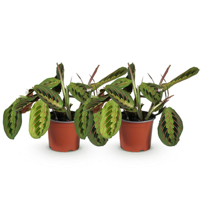 Green boutiQ Maranta Fascinator Tricolour - Gebetspflanze, Haustierfreundlich