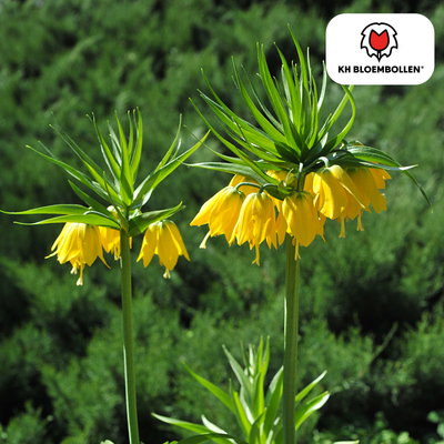Fritillaria-Zwiebeln - Keizerskroon Lutea - 5 Stück
