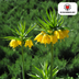 Fritillaria Bulbs - Crown Imperial Lutea - 5 pieces Bild 2