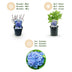 GreenboutiQ - Hortensie - Hydrangea macrophylla Blau - Blüte Blau - 1 Pflanze - Laubabwerfend - Wenig Pflege - Topf 17cm Höhe 30cm Bild 12