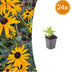24x Rudbeckia fulgida 'Goldsturm' - ↕10-25cm - Ø9cm Bild 1
