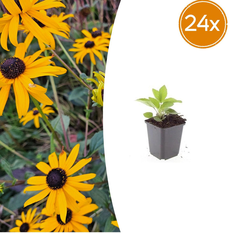 24x Rudbeckia fulgida 'Goldsturm' - ↕10-25cm - Ø9cm