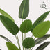 Kunstpflanze Strelitzia Nicolai (Paradiesvogelblume), 190 cm Bild 3