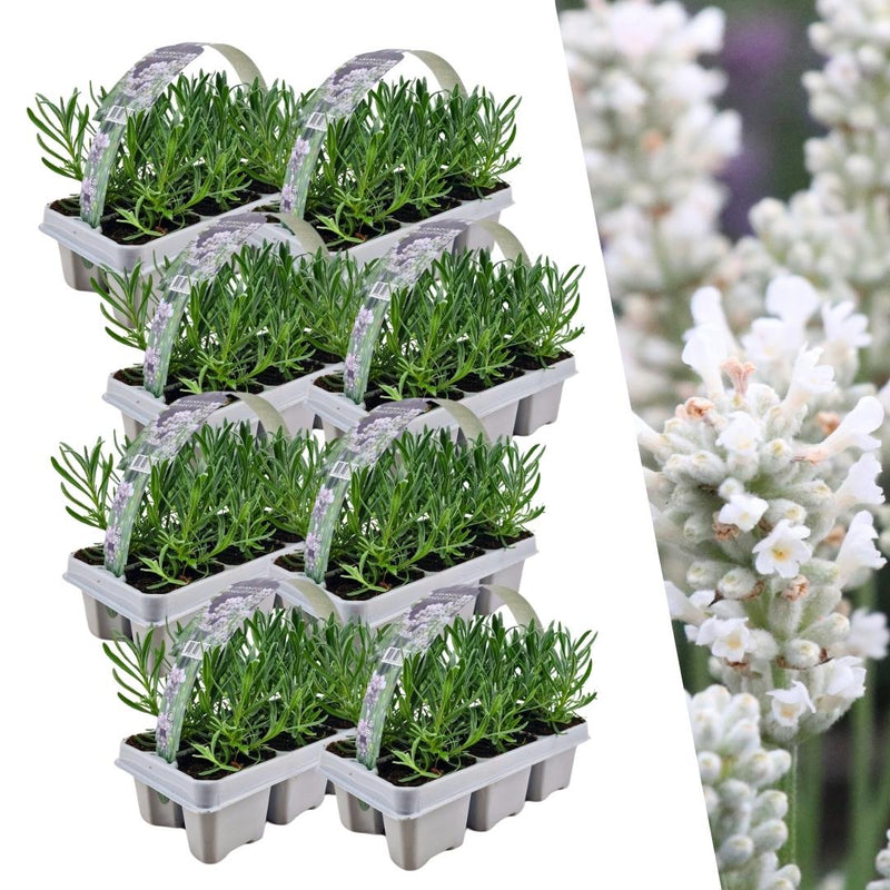 48 Lavendel angustifolia weiß Pflanzen, Ø7cm, ↕15cm