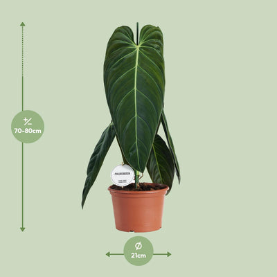 Philodendron Melanochrysum im Ø21cm Topf, 75cm hoch