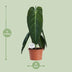 Philodendron Melanochrysum im Ø21cm Topf, 75cm hoch Bild 2