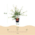 GreenboutiQ Japanischer Ahorn 'Pink Dwarf' - 2 rosa Pflanzen, 70cm Bild 3