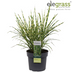 Zebra Grass 'Strictus' in a 23cm pot, 60cm high Bild 4
