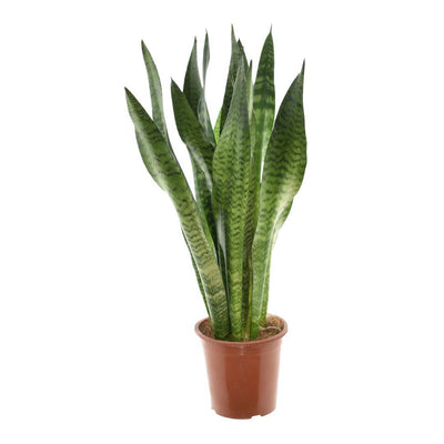 Sansevieria Zeylanica, Ø17cm, ↕75cm – Elegante Zimmerpflanze