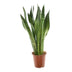 Sansevieria Zeylanica, Ø17cm, ↕75cm – Elegante Zimmerpflanze Bild 1